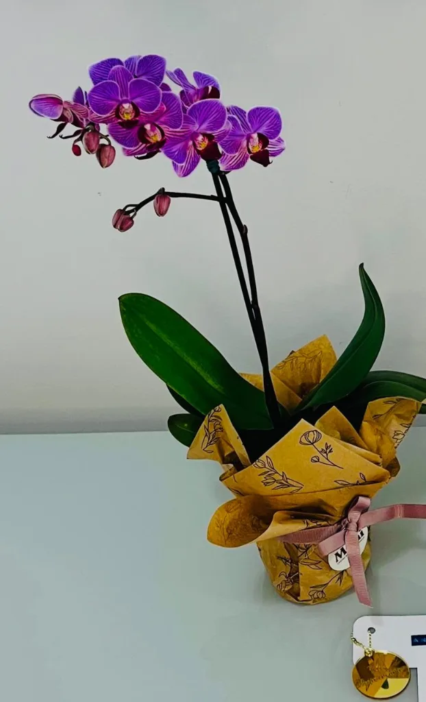 Orquídea 1 haste - cores conforme disponibilidade
